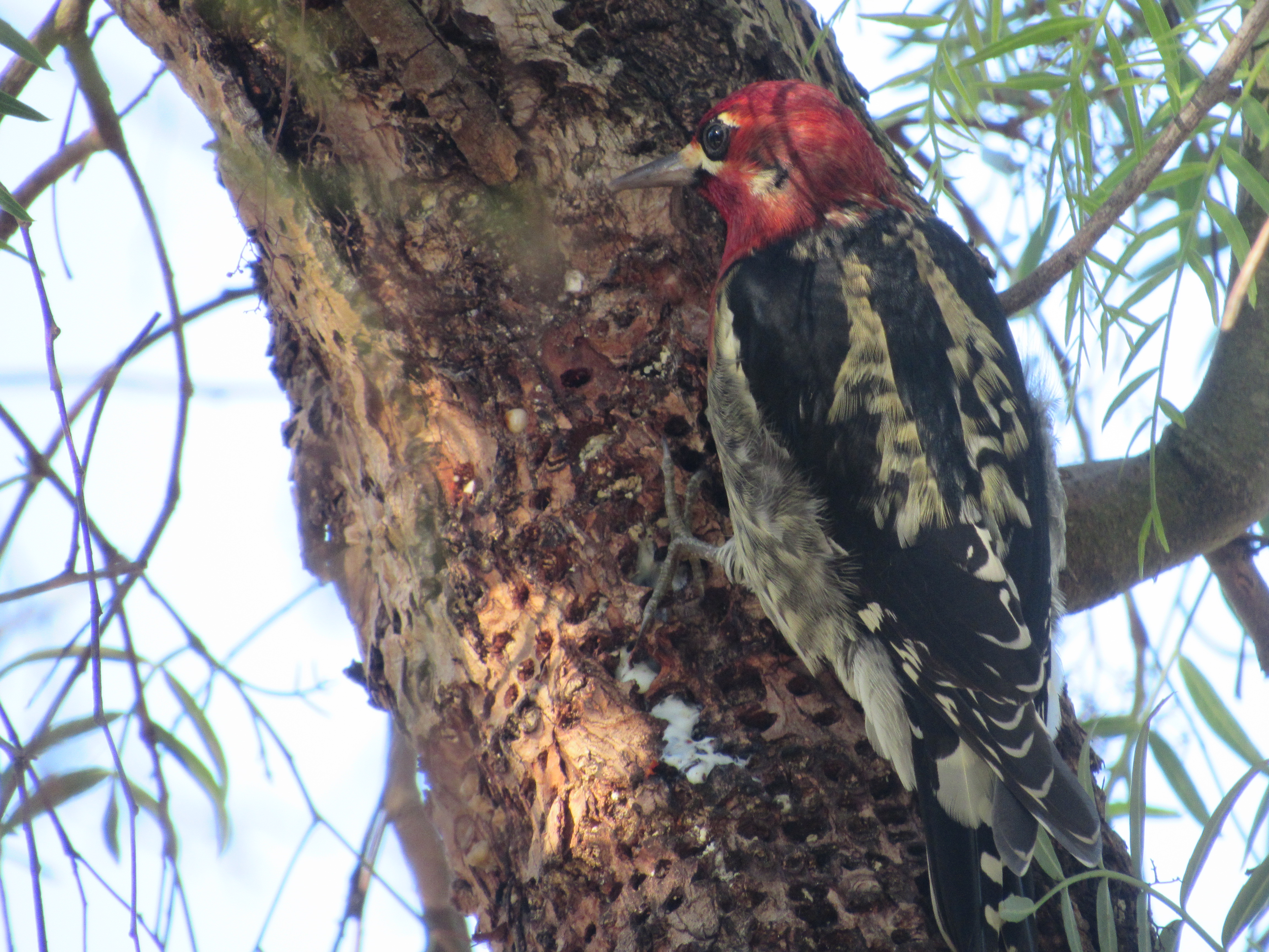 A red-breasted sapsucker clinging to a tree trunk. No visibile text.